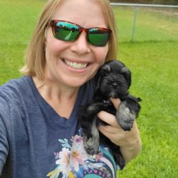 Miniature Schnauzer Puppies from Dees Schnauzers