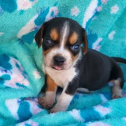 Girl 1 - Brown white and tan female Beagle puppy in Lemoore, California from Linda's Puppies