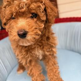 Lucy - Red  female Poodle puppy in Apex, North Carolina from Happy puppies