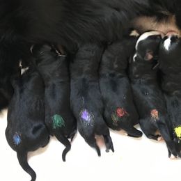 Bernese Mountain Dog Puppies from Locust Hill Berners