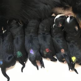 Bernese Mountain Dog Puppies from Locust Hill Berners