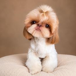 Linkin - Shih Tzu