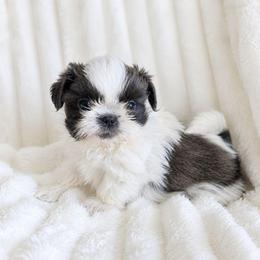 Beck - Blue and white male Shih Tzu puppy in Smithville, Georgia from The Luckie Puppy