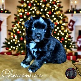 Clementine - Black tri female Miniature Australian Shepherd puppy in Brenham, Texas from Stone N Rose Kennels