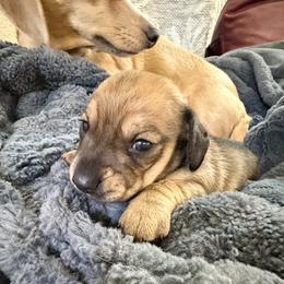 Shaded cream male - Cream male Dachshund puppy in Centralia, Washington from FairyTail Dachshunds