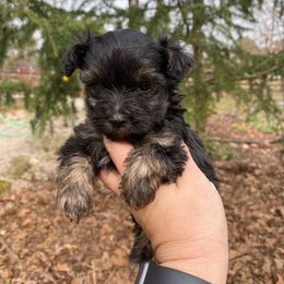 Yorkipoo and Yorkshire Terrier Puppies from Dorans Danes and Doodles