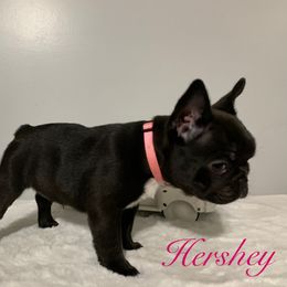 French Bulldog Puppies from Gotts Frenchies
