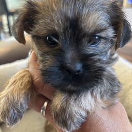 Mocha - Black gold and silver female Shorkie puppy in Ocala, Florida from Yorkie  And Shih Tzu Love
