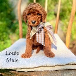 Louisiana - Red  male Goldendoodle puppy in Springville, Utah from JW Doodles