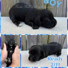 Tux - Black male Dachshund puppy in Jonesboro, Illinois from Twin Hills Dachshunds