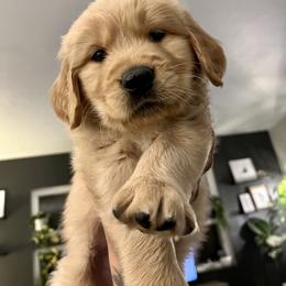 Golden Retriever Puppies from Washington Lakeside Goldens