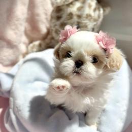 Daisy - White female Shih Tzu puppy in Frederick, Maryland from Shih Tzu Puppy in Maryland