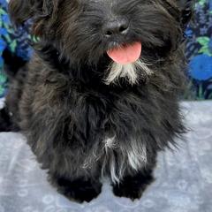 Shih Tzu Havanese Puppies Havamalt For Sale Near Me Havanese Puppy