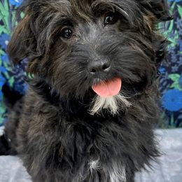 Havanese from Havta Hav R Havanese