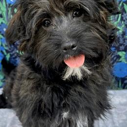 Havanese from Havta Hav R Havanese