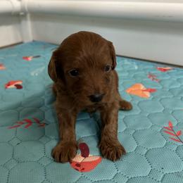 No collar - Red  male Goldendoodle puppy in North Carolina from Lynes of Doodles