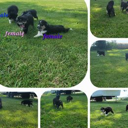 Toy Australian Shepherds from High Point Toy Aussies