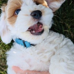 Cockapoo Puppies from Lulu's Cockapoos