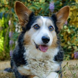 Cardigan Welsh Corgis from Baledwr Kennels