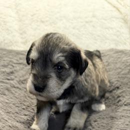 Purple collar - Salt and pepper male Miniature Schnauzer puppy in Hiddenite, North Carolina from Beyond Blessed Pawz