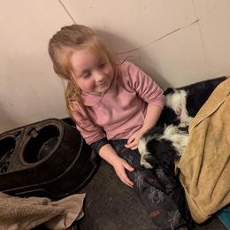 Australian Shepherd and Great Dane Puppies from AEW Farm