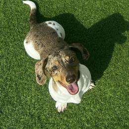 Dachshund Puppies from Mayberry Dachshunds
