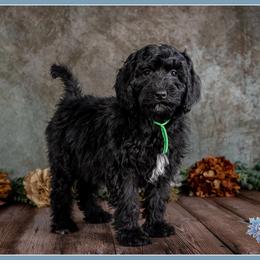 Geraldine - Black and white female Bernedoodle puppy in Connersville, Indiana from Deaz Doodle Ranch