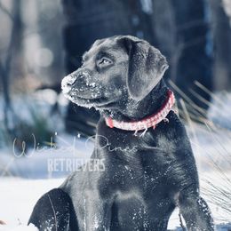 MJ - Dilute Retriever