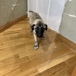 Miss Purple - Fawn female Anatolian Shepherd Dog puppy in Ozark, Missouri from Swan Falls Farm