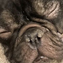 French Bulldogs from Bayside French Bulldogs