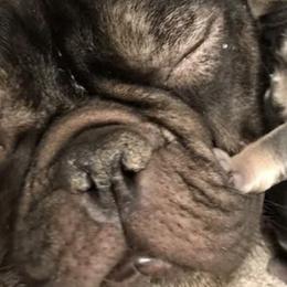 French Bulldogs from Bayside French Bulldogs
