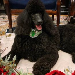 Poodles from NyZu