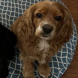 Cocker Spaniels from Rocky's Cocker Spaniels