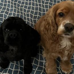 Cocker Spaniels from Rocky's Cocker Spaniels