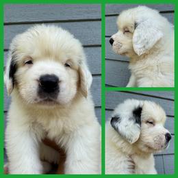 Flurina-Green - Mahogany and white female Saint Bernard puppy in Ladysmith, Wisconsin from Northwoods Saint Bernards