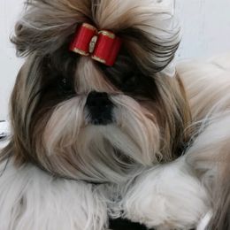Shih Tzus from Shih-Tzu By McCann
