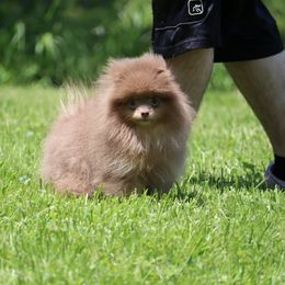 Loki - Lavender male Pomeranian puppy in Perry County, Ohio from Speechless Pom’s