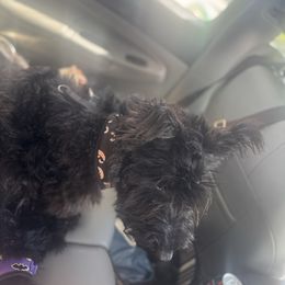 F - Black brindle male Scottish Terrier puppy in Mancelona, Michigan from Stefany Farm of Happiness