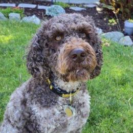 Mousse - Australian Labradoodle
