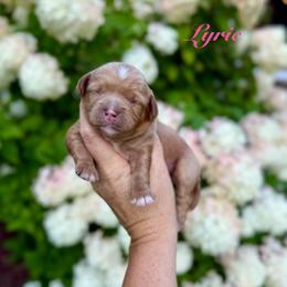 Lyric - Red female Cavapoo puppy in Midland, Michigan from Northern Charm Farm