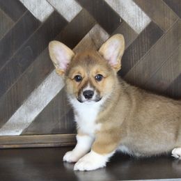 Pembroke Welsh Corgi Puppies from Elderwood Farms