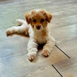 Freddie - Parti male Poodle puppy in Montrose, Pennsylvania from Tales Of Joy