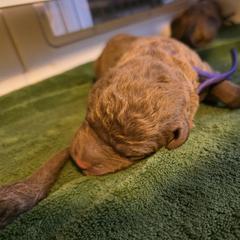 Purple - Brown Chesapeake Bay Retriever puppy in Winneconne, Wisconsin from Lone Willow Chesapeakes