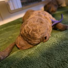 Purple - Brown Chesapeake Bay Retriever puppy in Winneconne, Wisconsin from Lone Willow Chesapeakes