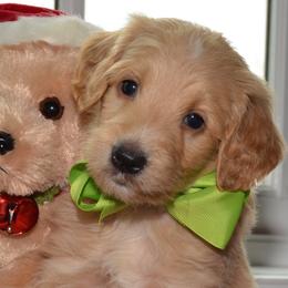 Bernedoodle and Goldendoodle Puppies from Above and Beyond Standards