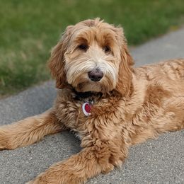 Daisy - Goldendoodle