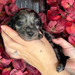 Cash - Merle female Goldendoodle puppy in Enumclaw, Washington from Owen-a-Doodle