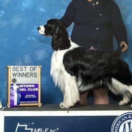 George - English Springer Spaniel