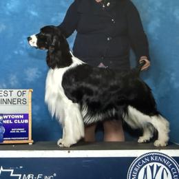 George - English Springer Spaniel
