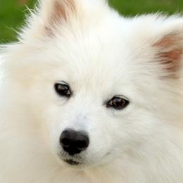 American Eskimo Dog All Grown Up from Jan Palmer